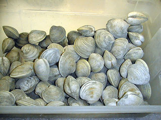 Hard clams.jpg (27190 bytes)