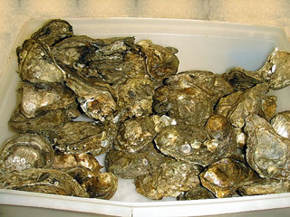 Oysters.jpg (33597 bytes)