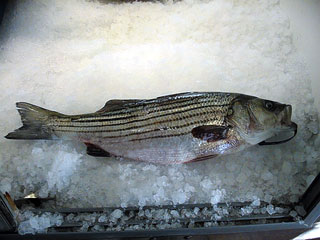 Rockfish.jpg (22382 bytes)