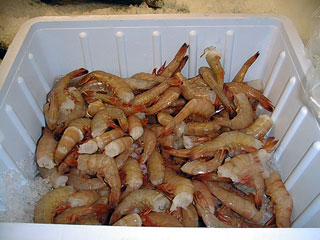 Shrimp.jpg (26149 bytes)